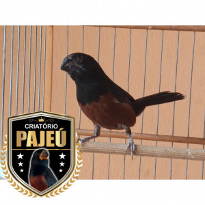 Criatório Pajeú