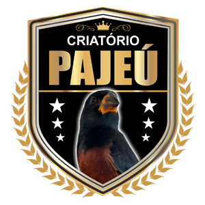 Notícias | Criatório Pajeú - Curió Praia Clássico - Goiânia Goiás